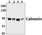 Calnexin Antibody in Western Blot (WB)