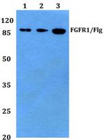 FGFR1 Polyclonal Antibody