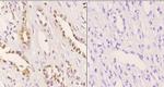 MDM2 Polyclonal Antibody