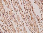 TIMP4 Polyclonal Antibody