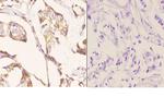 beta Tubulin Antibody in Immunohistochemistry (Paraffin) (IHC (P))