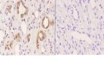 beta Tubulin Antibody in Immunohistochemistry (Paraffin) (IHC (P))