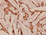 Cdc25B Polyclonal Antibody