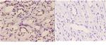ETS1 Polyclonal Antibody