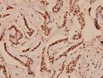 Myb Polyclonal Antibody