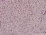 NCF4 Polyclonal Antibody
