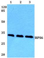 S6 Antibody in Western Blot (WB)