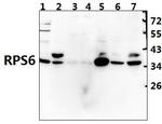 S6 Antibody in Western Blot (WB)