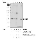 S6 Antibody in Immunoprecipitation (IP)