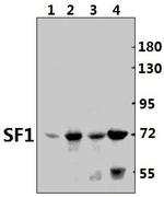 SF1 Antibody in Western Blot (WB)