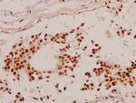 SP1 Polyclonal Antibody