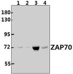 Zap-70 Polyclonal Antibody