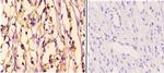 HDAC6 Polyclonal Antibody