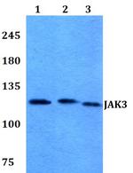 JAK3 Antibody in Western Blot (WB)