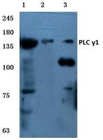 PLCG1 Antibody in Western Blot (WB)