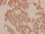 Caspase 1 Polyclonal Antibody