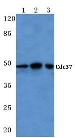 Cdc37 Antibody in Western Blot (WB)