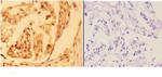 AMPK beta-1 Antibody in Immunohistochemistry (Paraffin) (IHC (P))