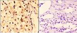 14-3-3 zeta Polyclonal Antibody