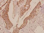 TRF1 Antibody in Immunohistochemistry (Paraffin) (IHC (P))