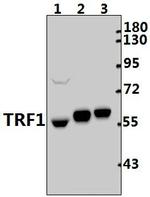 TRF1 Antibody in Western Blot (WB)