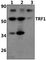 TRF1 Antibody in Western Blot (WB)