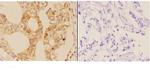 AIRE Antibody in Immunohistochemistry (Paraffin) (IHC (P))