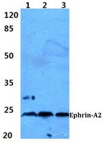 Ephrin A2 Polyclonal Antibody