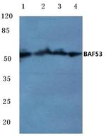 BAF53A Antibody in Western Blot (WB)