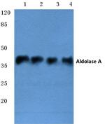 Aldolase A Antibody in Western Blot (WB)
