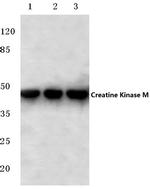 Creatine Kinase MM Antibody in Western Blot (WB)