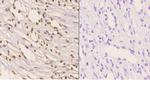 HMGB1 Polyclonal Antibody