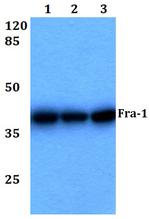 Fra1 Antibody in Western Blot (WB)