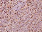 Cyclophilin F Polyclonal Antibody
