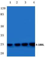 4-1BB Ligand Polyclonal Antibody
