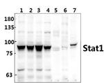 STAT1 Polyclonal Antibody