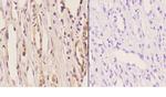 ELL Polyclonal Antibody