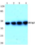CK1 gamma-2 Polyclonal Antibody