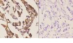 HSF2 Antibody in Immunohistochemistry (Paraffin) (IHC (P))