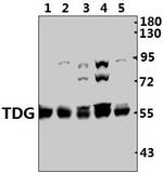 TDG Polyclonal Antibody