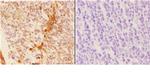 14-3-3 sigma Antibody in Immunohistochemistry (Paraffin) (IHC (P))