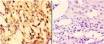 14-3-3 sigma Polyclonal Antibody