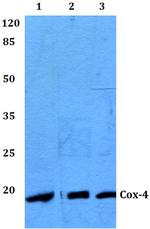 COX4 Antibody in Western Blot (WB)
