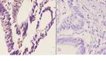 Cdc37 Antibody in Immunohistochemistry (Paraffin) (IHC (P))