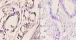 Cdc37 Polyclonal Antibody