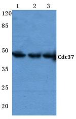 Cdc37 Antibody in Western Blot (WB)