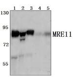 MRE11 Polyclonal Antibody