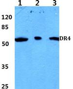 DR4 Polyclonal Antibody