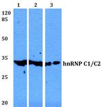 hnRNP C Antibody in Western Blot (WB)
