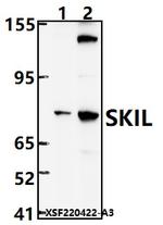 SnoN Antibody in Western Blot (WB)